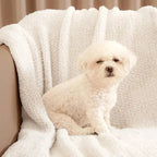 Small white dog on sherpa throw blanket