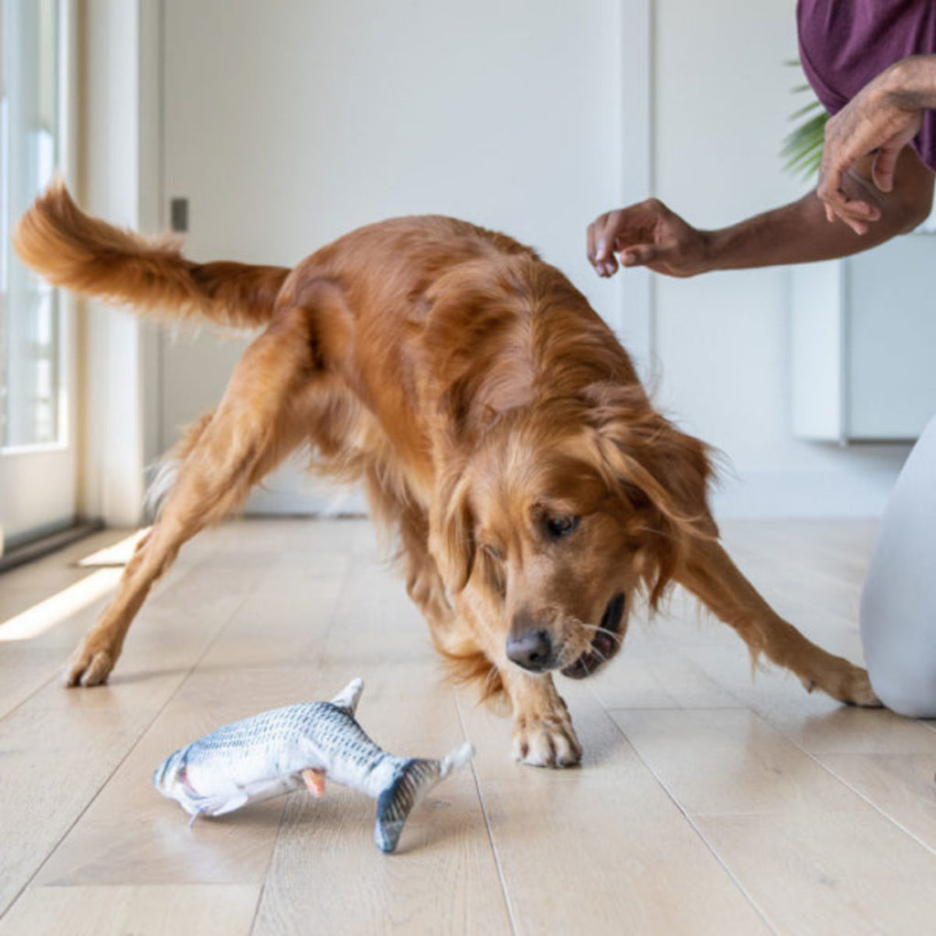 A golden retriever playing with floppy fish dog toy