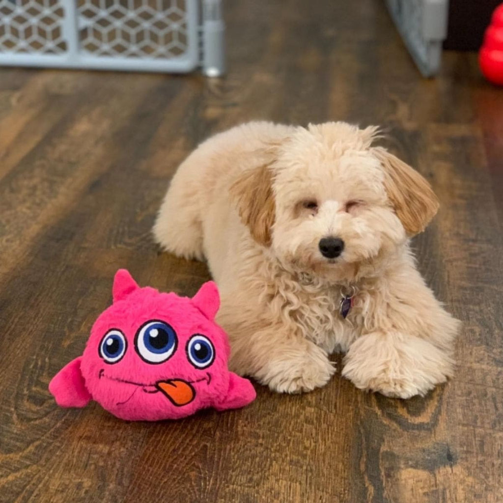Crazy Monster - Interactive Dog Toy