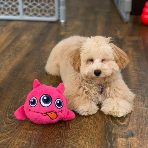 Crazy Monster - Interactive Dog Toy