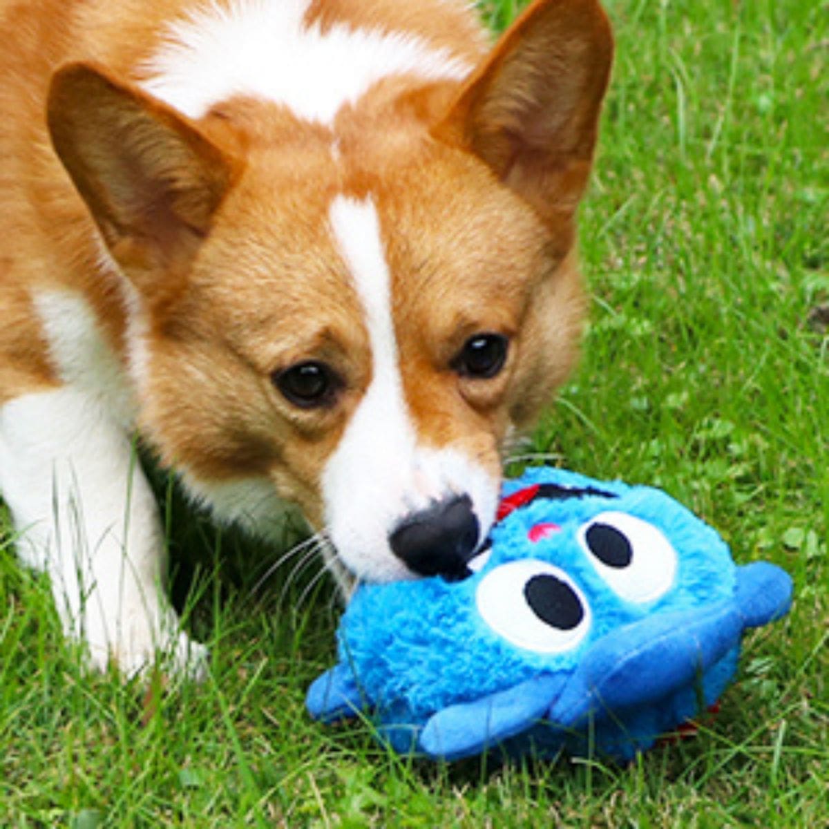 Crazy Monster - Interactive Dog Toy